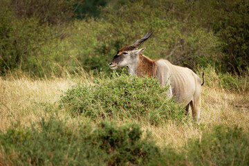 Common Eland - Taurotragus oryx also the southern eland or eland antelope, savannah and plains antelope found in East and Southern Africa, family Bovidae and genus Taurotragus