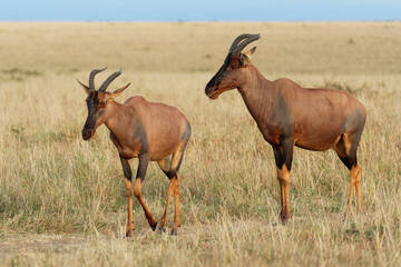 Naklejka na ściany i meble Coastal Topi - Damaliscus lunatus, highly social antelope, subspecies of common tsessebe, occur in Kenya, formerly found in Somalia, from reddish brown to black color, grazing in large savannah