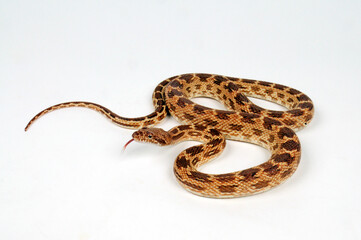 Diadem snake, royal snake // Diademnatter (Spalerosophis diadema)