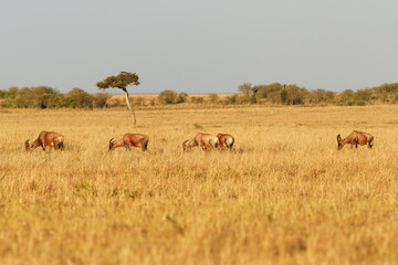 Obraz na płótnie Canvas Coastal Topi - Damaliscus lunatus, highly social antelope, subspecies of common tsessebe, occur in Kenya, formerly found in Somalia, from reddish brown to black color, grazing in large savannah