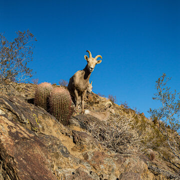 Peninsular Desert Bighorn Sheep