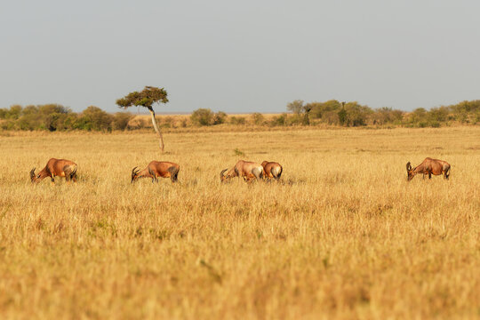 Coastal Topi - Damaliscus lunatus, highly social antelope, subspecies of common tsessebe, occur in Kenya, formerly found in Somalia, from reddish brown to black color, grazing in large savannah