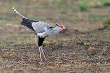 Secretarybird or Secretary Bird - Sagittarius serpentarius large, mostly terrestrial bird of prey,...