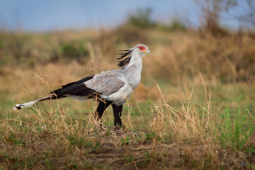 Secretarybird or Secretary Bird - Sagittarius serpentarius large, mostly terrestrial bird of prey,...