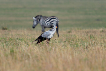 Secretarybird or Secretary Bird - Sagittarius serpentarius large, bird of prey and zebra, endemic to Africa, grasslands and savanna of the sub-Saharan region, very long legs, eagle-like body