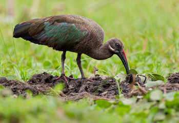 Naklejka premium Hadada Ibis - Bostrychia hagedash also hadeda, water bird native to Sub-Saharan Africa, large grey brown species of ibis, narrow long beak, wading african dark bird in Lake Naivasha