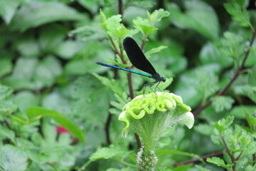 緑色のトンボと緑色のケイトウ
羽黒トンボ
