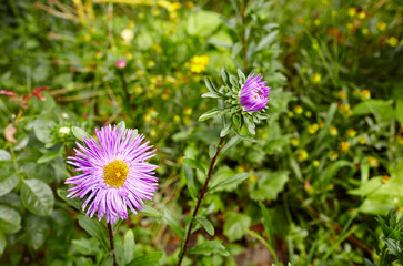 Aster flowers in the garden. A bush of beautiful plant in summer light. Beautiful summer or autumn blooming aster. Family name Asteraceae, Scientific name Aster. Selective focus, blurred background