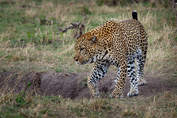 Leopard - Panthera pardus, big spotted yellow cat in Africa, genus Panthera cat family Felidae, portrait in the bush in Africa, adult male rest, yawn or lay, creep and walk