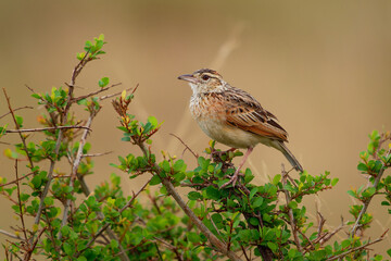 Rufous-naped Lark - Mirafra africana or bush lark, bird from lightly wooded grasslands, open savannas and farmlands of the Afrotropics, brown bird on the bush in Kenya Africa