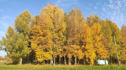 autumn in the park