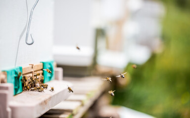 Realization of honey production by honey bees