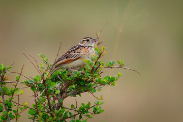 Rufous-naped Lark - Mirafra africana or bush lark, bird from lightly wooded grasslands, open savannas and farmlands of the Afrotropics, brown bird on the bush in Kenya Africa