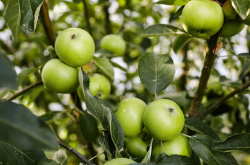 Ripe apples on a tree in a garden. Organic apples hanging from a tree branch in an apple orchard