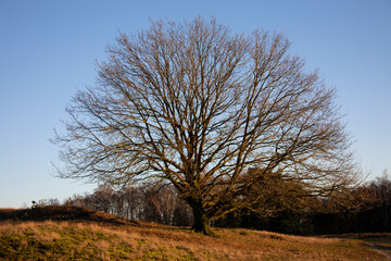 Swampland with big trees in the winter under an evening sky. Winter landscape in the Netherlands