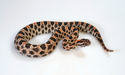 Pygmy rattlesnake // Zwergklapperschlange (Sistrurus miliarius barbouri)