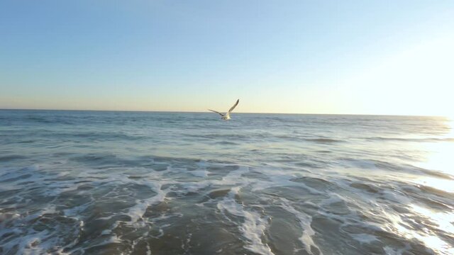 A seagull flying off of a rock at sunset