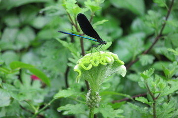緑色のケイトウの花　緑色のケイトウ