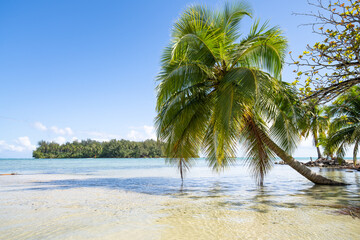 Hanging palm tree at the beach, Moorea, French Polynesia