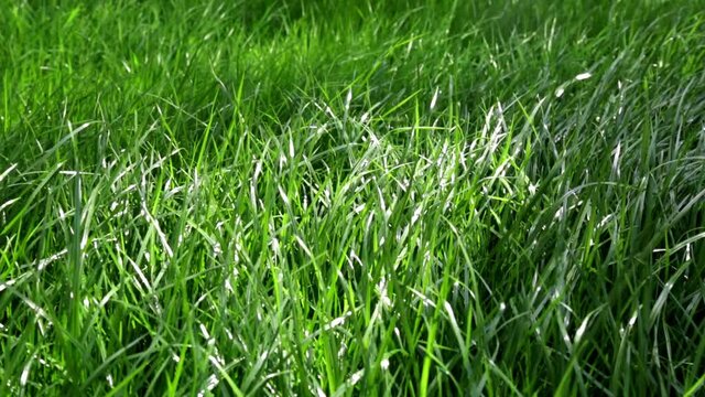 Green lush lawn background. Close-up side view. Field of dense grass in perspective. Garden care. Video footage hd. Healthy plant cover. Natural wallpaper. Freshness. Summer season. Windy weather.