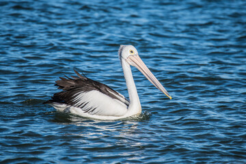 Pelican in the blue sea water