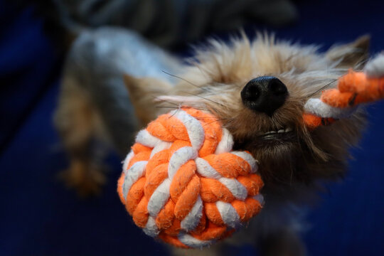 Yorkie Playing Tug Of War With Dog Toy Made Of Orange - White Rope. Very Small Purebred Yorkshire Terrier With Sporty Short Cut Coat. Shallow DOF, Blurred Background