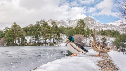 Pareja de ánades reales en el embalse del río Samburiel, Navacerrada, Madrid.