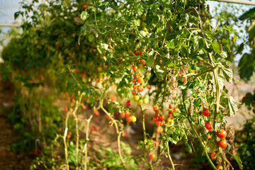 Tomatoes ripening on hanging stalk in greenhouse, Industrial greenhouse to grow tomatoes