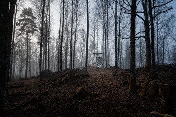 misty morning in the forest overlooking the hunting tower