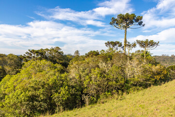 Fototapeta premium Araucaria forest