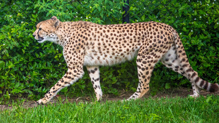 Cheetah amongst the greenery
