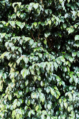  Green plant beautiful natural texture