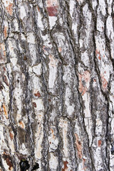  Tree bark texture, natural background