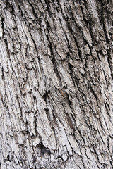 Tree bark texture, natural background