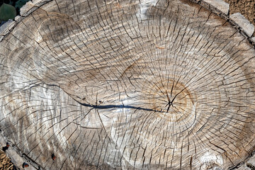 Texture of big stump with deep cracks, top view. Background made of natural material. Wood texture. Natural wooden background