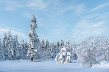 Winter forest in snow