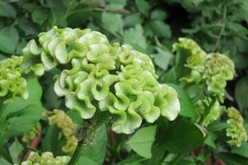 緑色のケイトウの花
