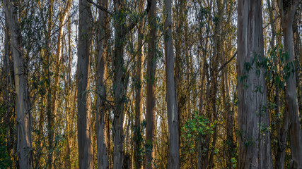 Eucalyptus trees tall and strong in the Mt.Tam mountains