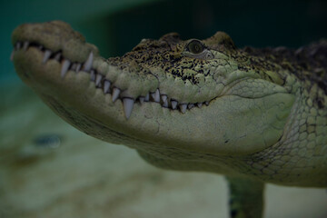 Obraz premium Crocodile head under water. Animal of prey alligator