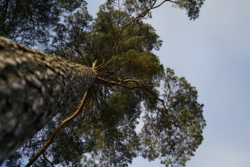 Perspective shoot, Tree and beautiful sky