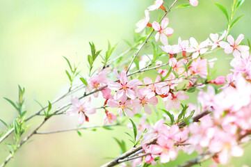Plakat Spring blossom, springtime pink flowers bloom, pastel and soft floral card, selective focus, shallow DOF, toned