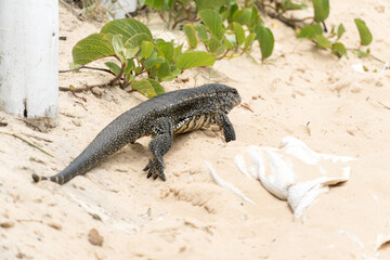 Teiú lizard alone on the beach sand in the city of Rio de Janeiro, Brazil. Tupinambis belonging to the Teiidae family. Usually called tegus. Found mainly in South America