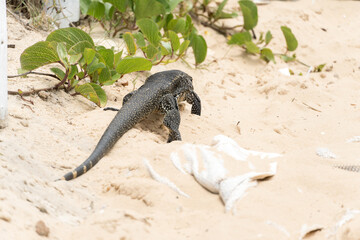 Teiú lizard alone on the beach sand in the city of Rio de Janeiro, Brazil. Tupinambis belonging to the Teiidae family. Usually called tegus. Found mainly in South America