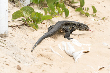 Teiú lizard alone on the beach sand in the city of Rio de Janeiro, Brazil. Tupinambis belonging to the Teiidae family. Usually called tegus. Found mainly in South America
