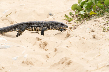 Teiú lizard alone on the beach sand in the city of Rio de Janeiro, Brazil. Tupinambis belonging to the Teiidae family. Usually called tegus. Found mainly in South America