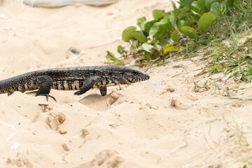 Teiú lizard alone on the beach sand in the city of Rio de Janeiro, Brazil. Tupinambis belonging to the Teiidae family. Usually called tegus. Found mainly in South America