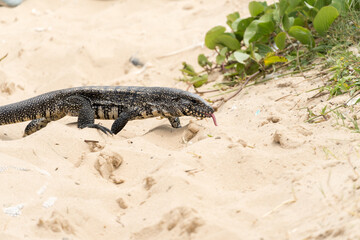 Teiú lizard alone on the beach sand in the city of Rio de Janeiro, Brazil. Tupinambis belonging to the Teiidae family. Usually called tegus. Found mainly in South America
