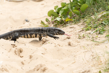 Teiú lizard alone on the beach sand in the city of Rio de Janeiro, Brazil. Tupinambis belonging to the Teiidae family. Usually called tegus. Found mainly in South America
