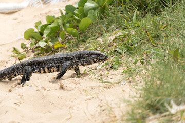 Teiú lizard alone on the beach sand in the city of Rio de Janeiro, Brazil. Tupinambis belonging to the Teiidae family. Usually called tegus. Found mainly in South America