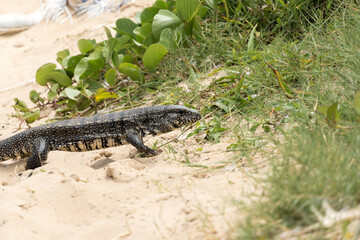 Teiú lizard alone on the beach sand in the city of Rio de Janeiro, Brazil. Tupinambis belonging to the Teiidae family. Usually called tegus. Found mainly in South America